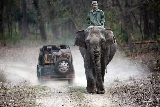 Kaziranga Tour Package